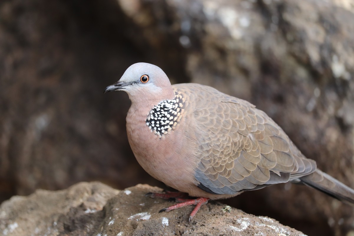 Spotted Dove - ML195471571