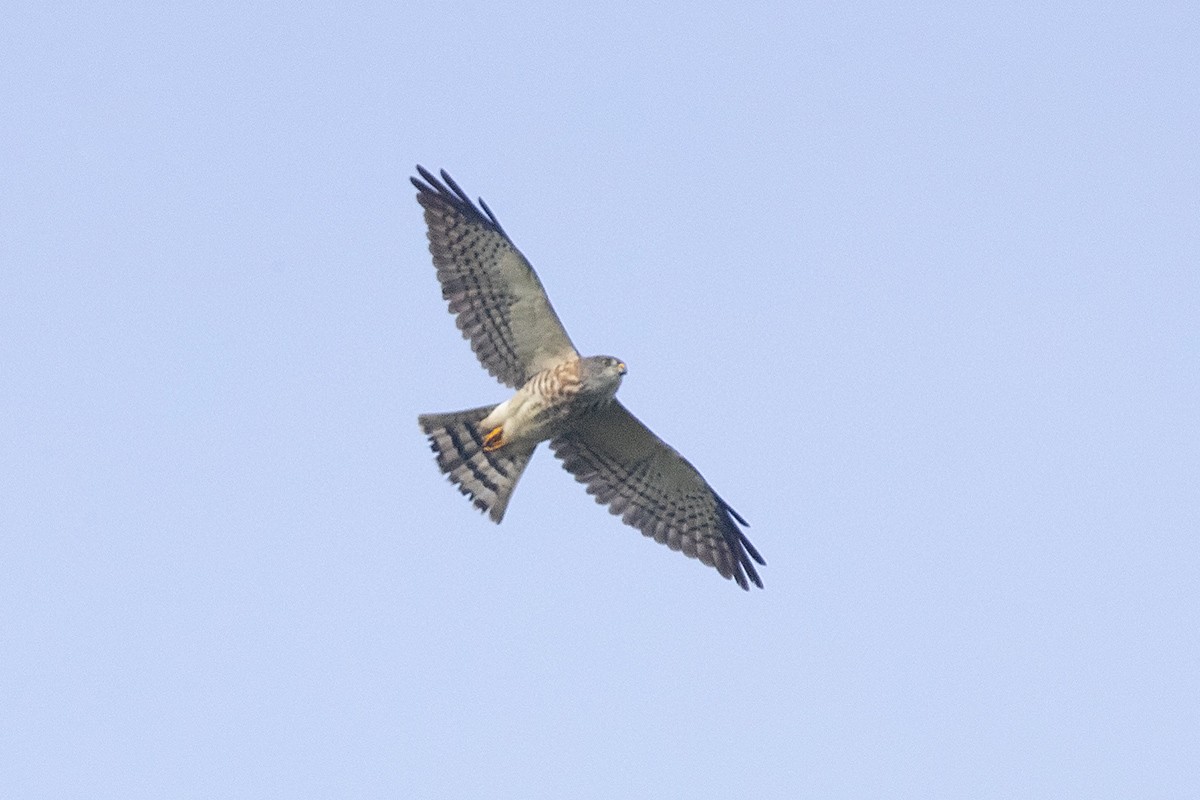 Chinese Sparrowhawk - ML195480891