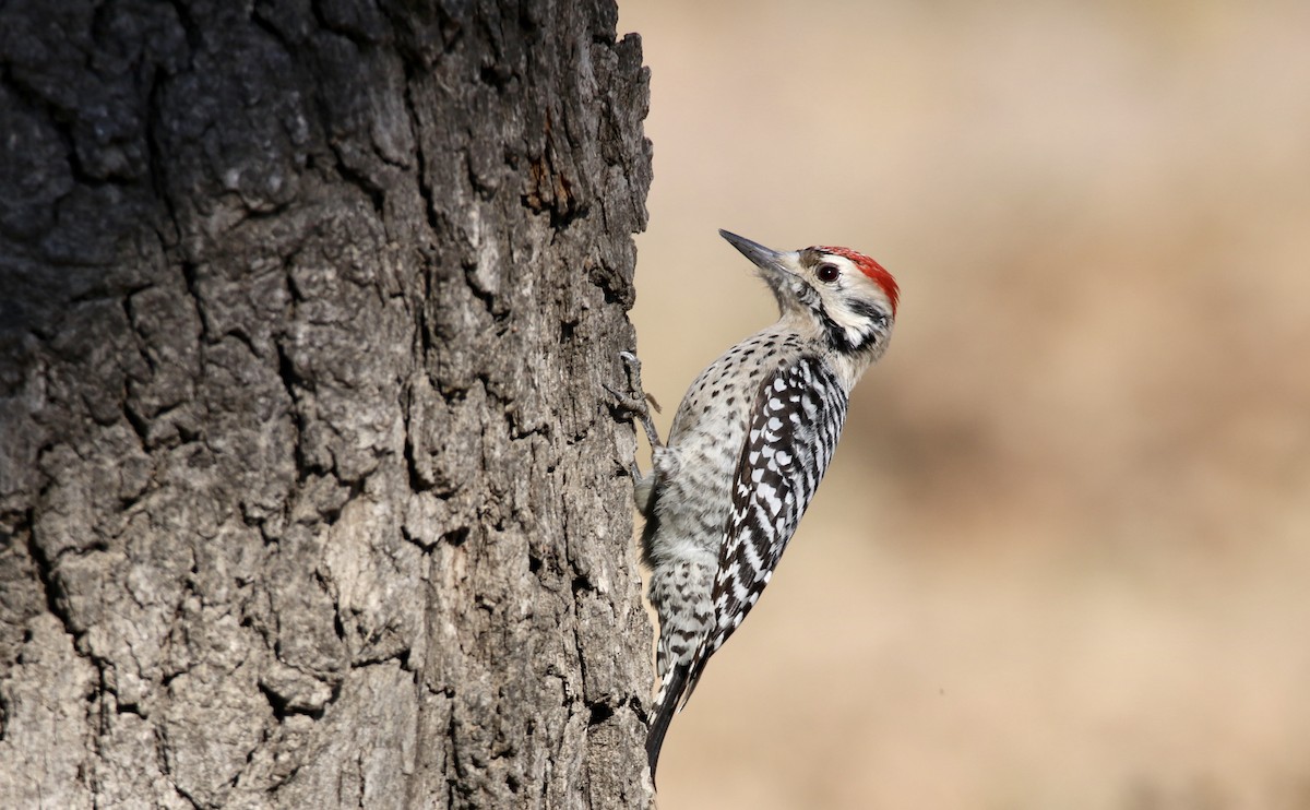 Ladder-backed Woodpecker - Jeffrey Hall