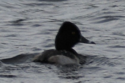 Ring-necked Duck - ML195483771
