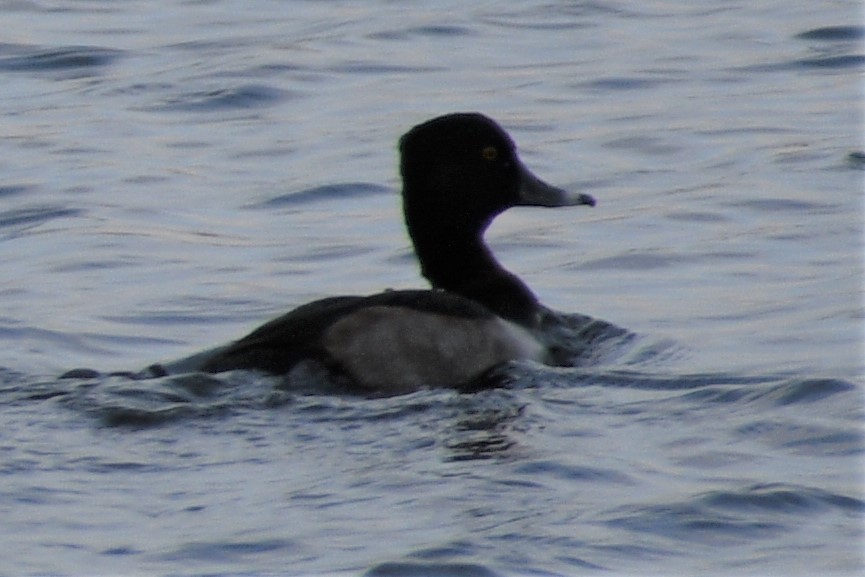 Ring-necked Duck - ML195483811