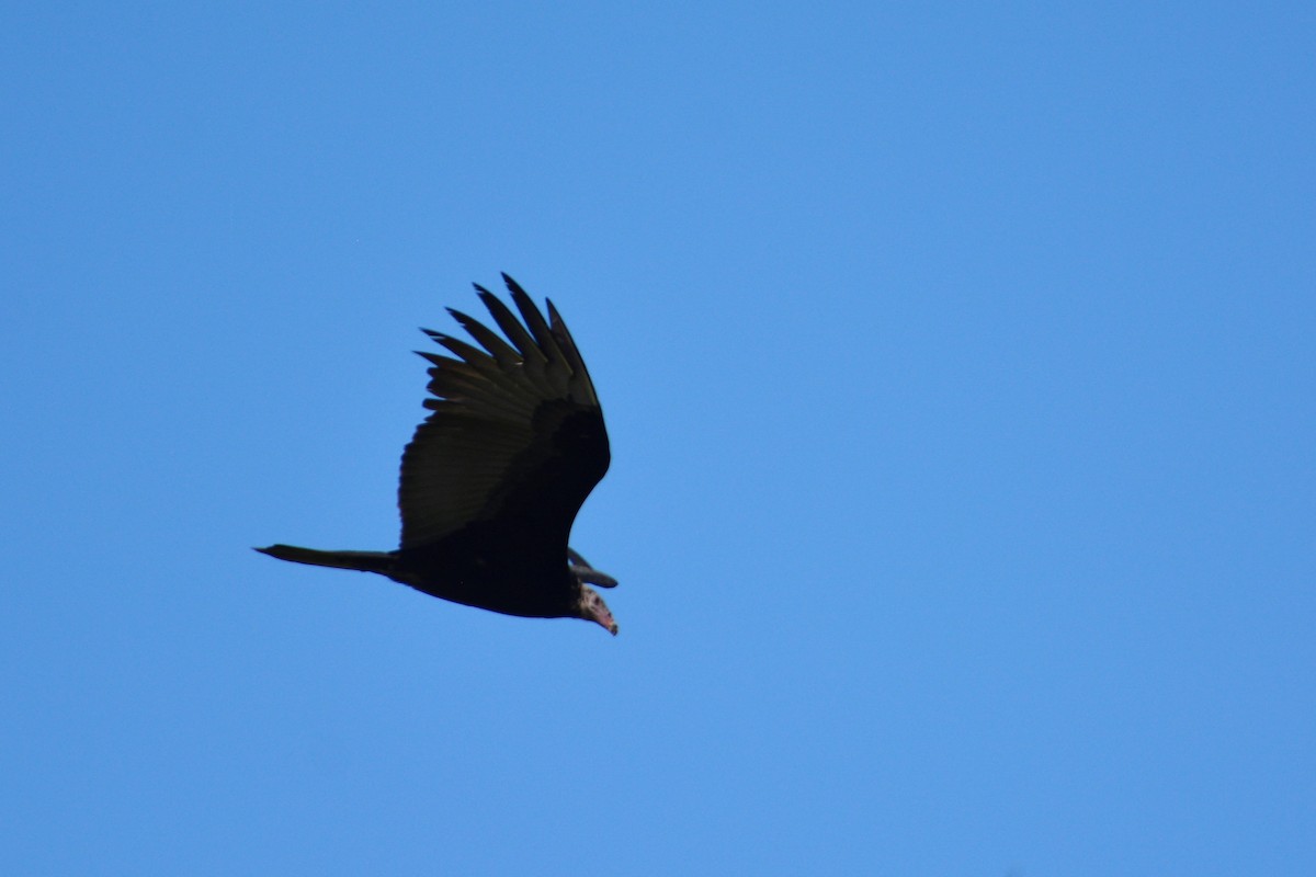 Turkey Vulture (Tropical) - ML195484441