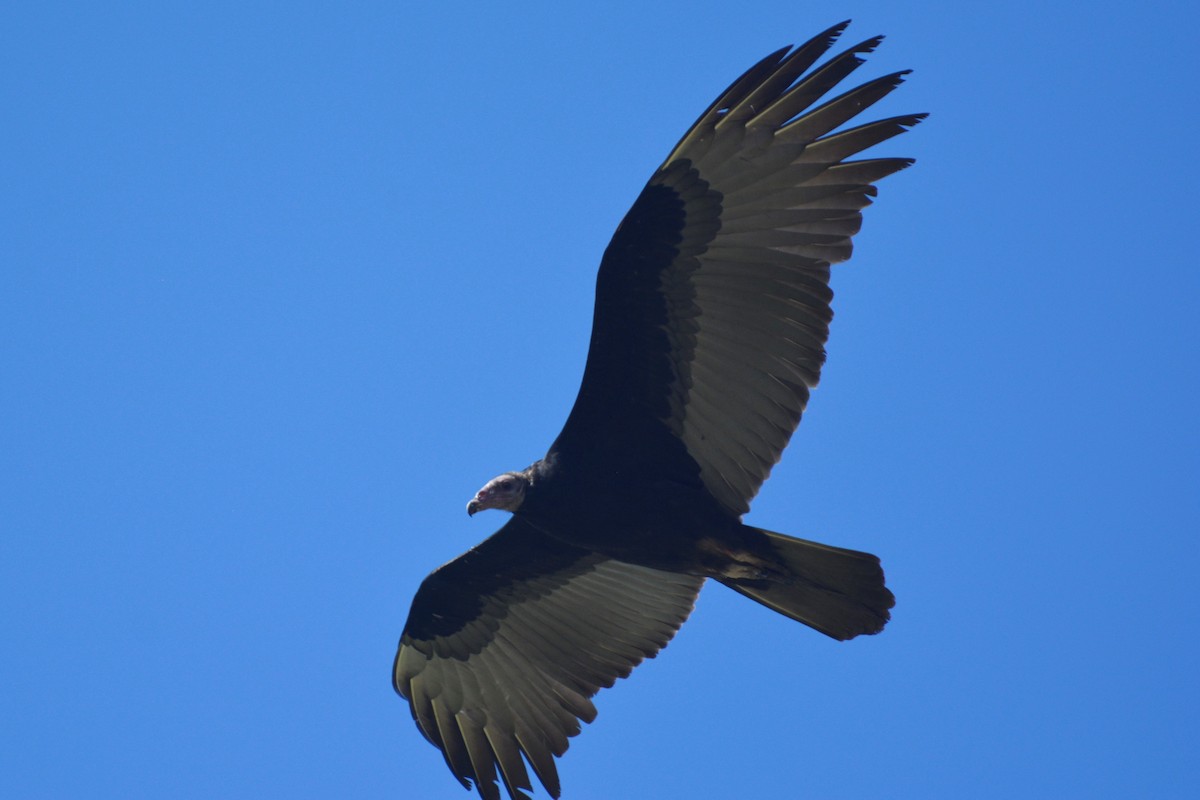 Turkey Vulture (Tropical) - ML195484461