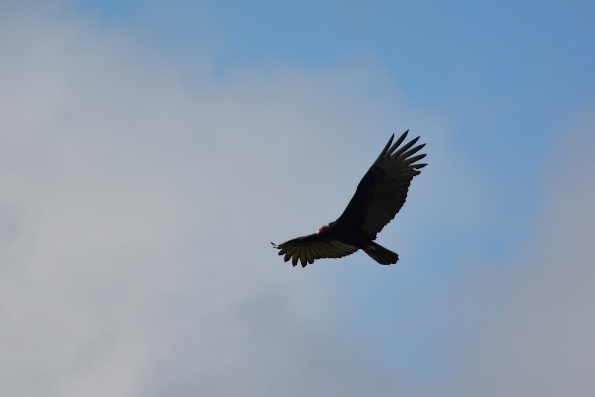 Turkey Vulture (Tropical) - ML195484691