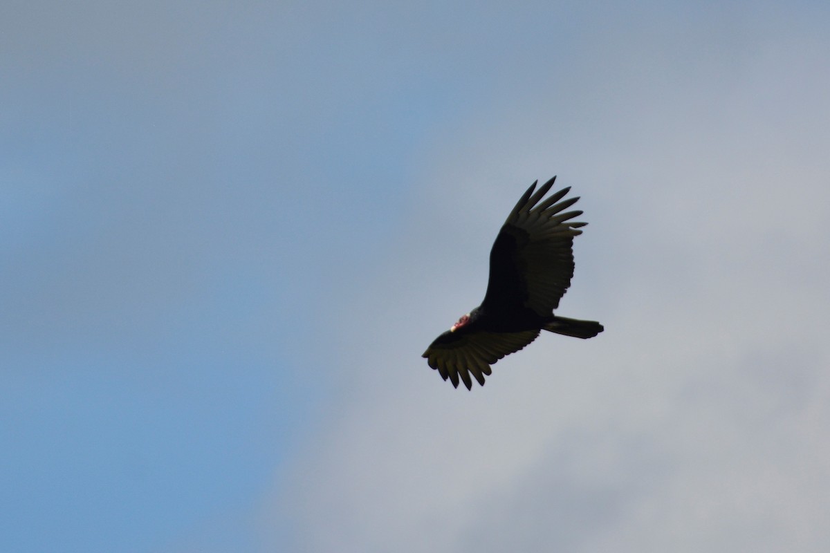 Turkey Vulture (Tropical) - ML195484701