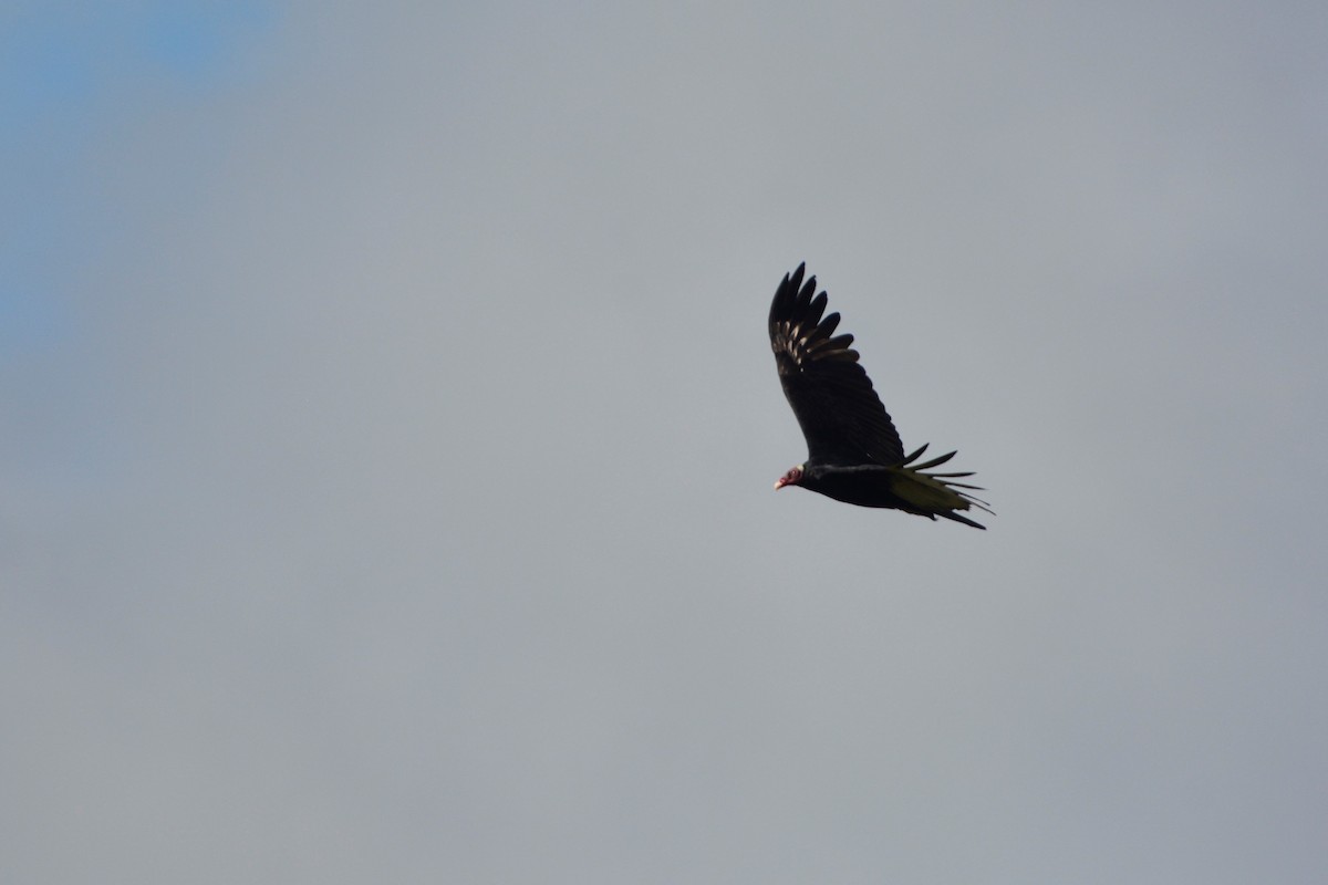 Turkey Vulture (Tropical) - ML195484721