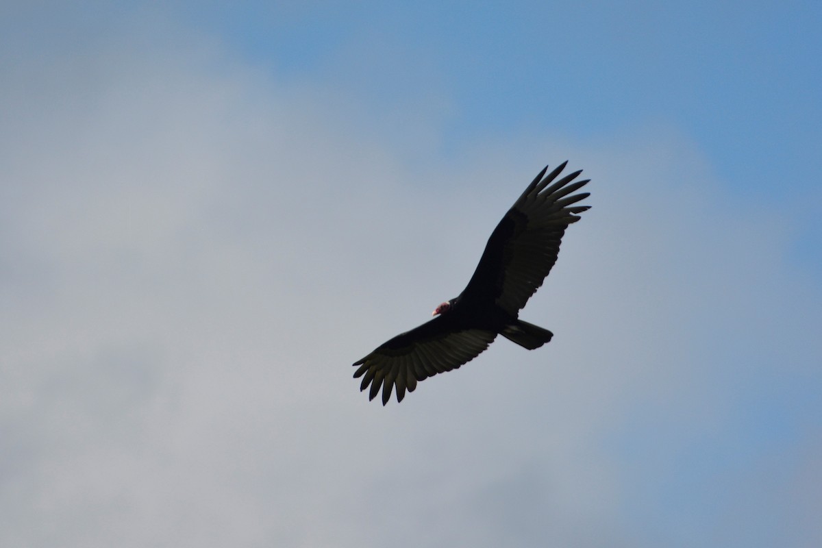 Turkey Vulture (Tropical) - ML195484741
