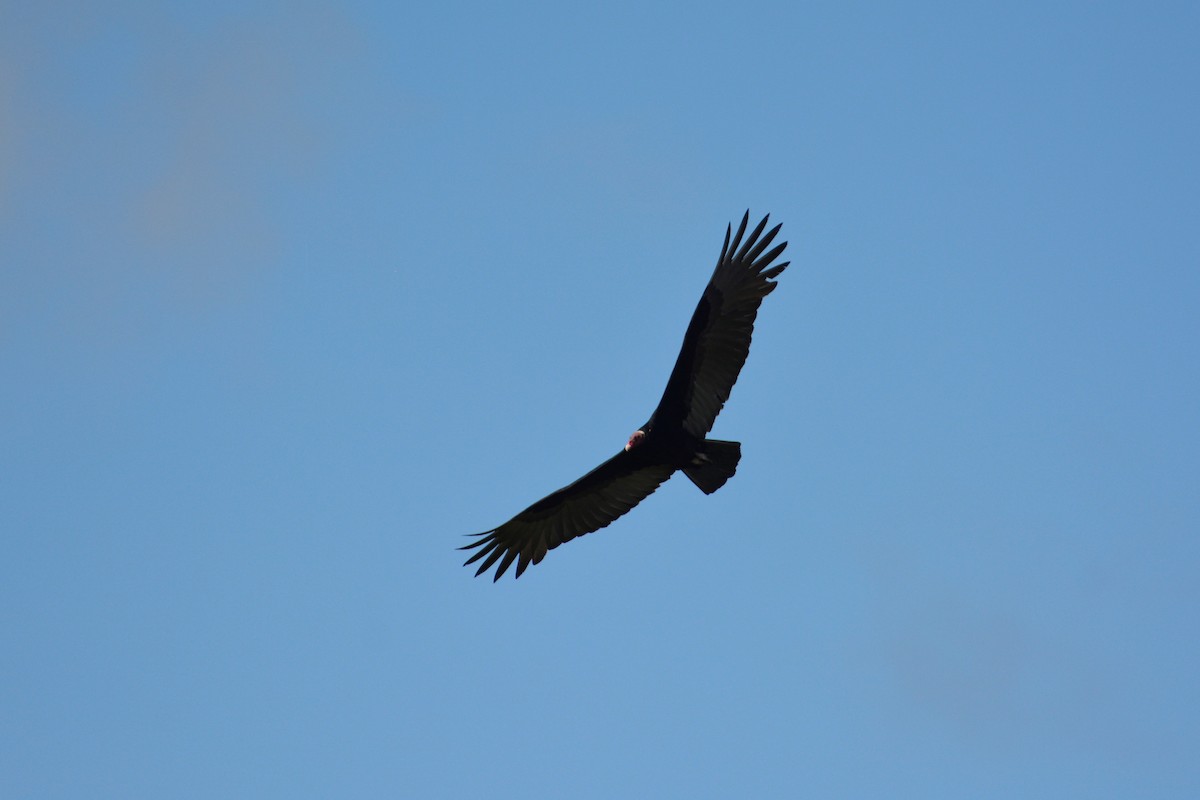 Turkey Vulture (Tropical) - ML195484751