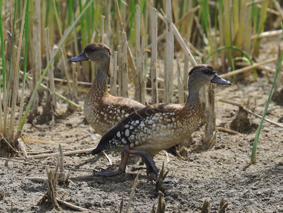 Spotted Whistling-Duck - ML195484811