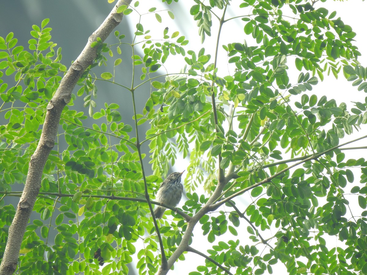 Greenish Warbler - Debdeep Pramanik