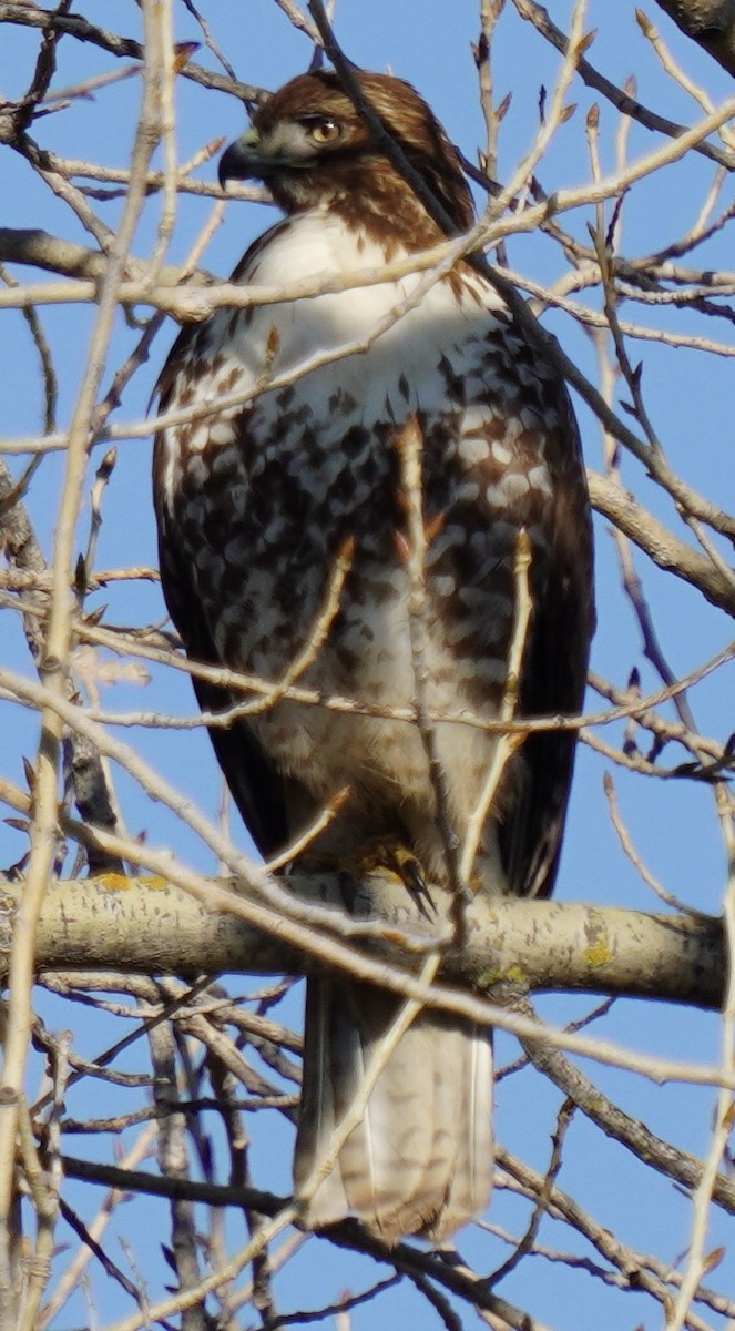 Red-tailed Hawk - ML195494121