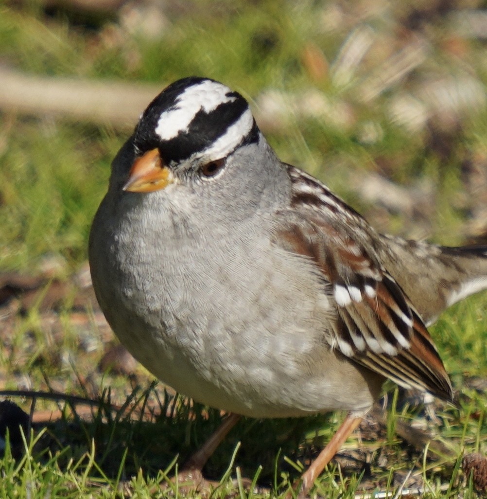 White-crowned Sparrow - ML195494261