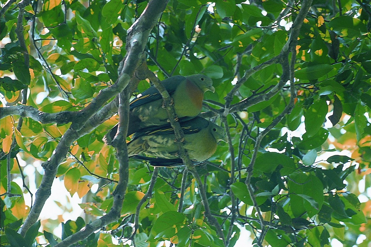 Large Green-Pigeon - Wachara  Sanguansombat