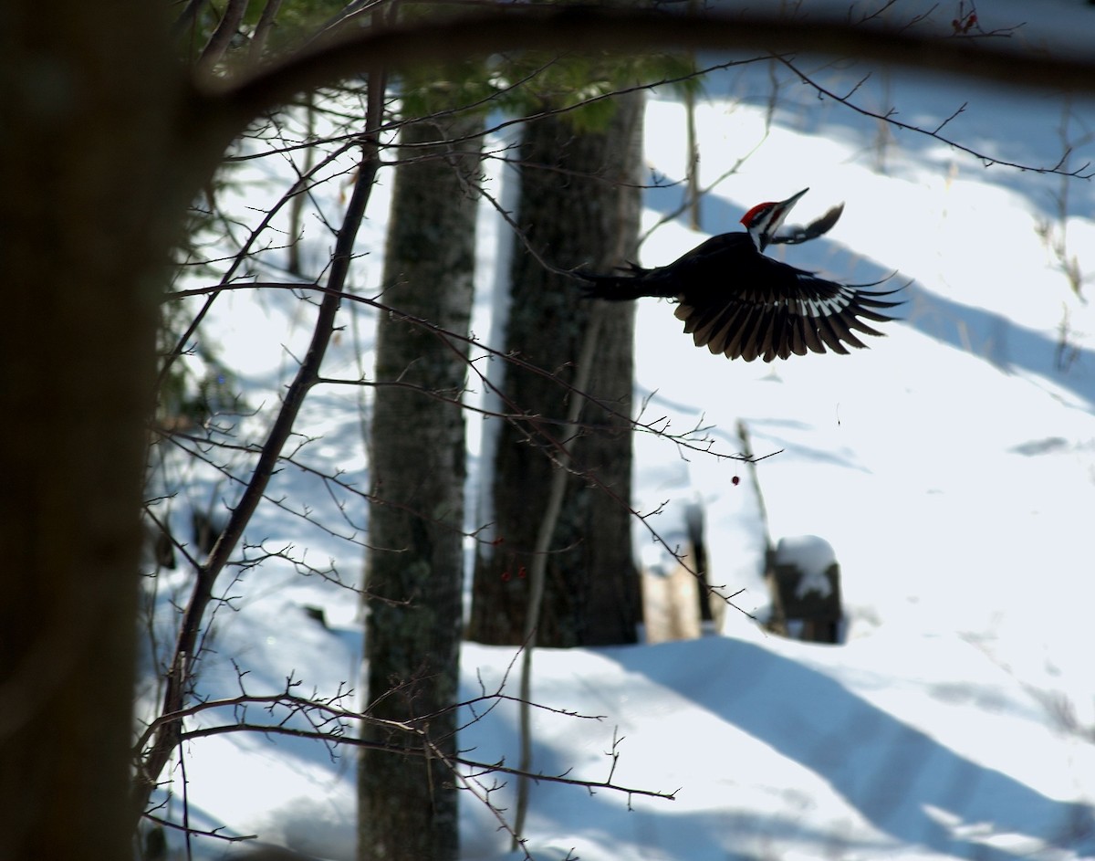 Pileated Woodpecker - Gary Leeper