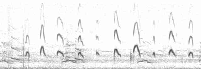 Wellenläufer (leucorhoa) - ML1955