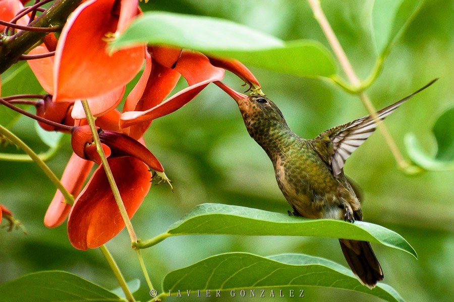 Gilded Hummingbird - Javier González