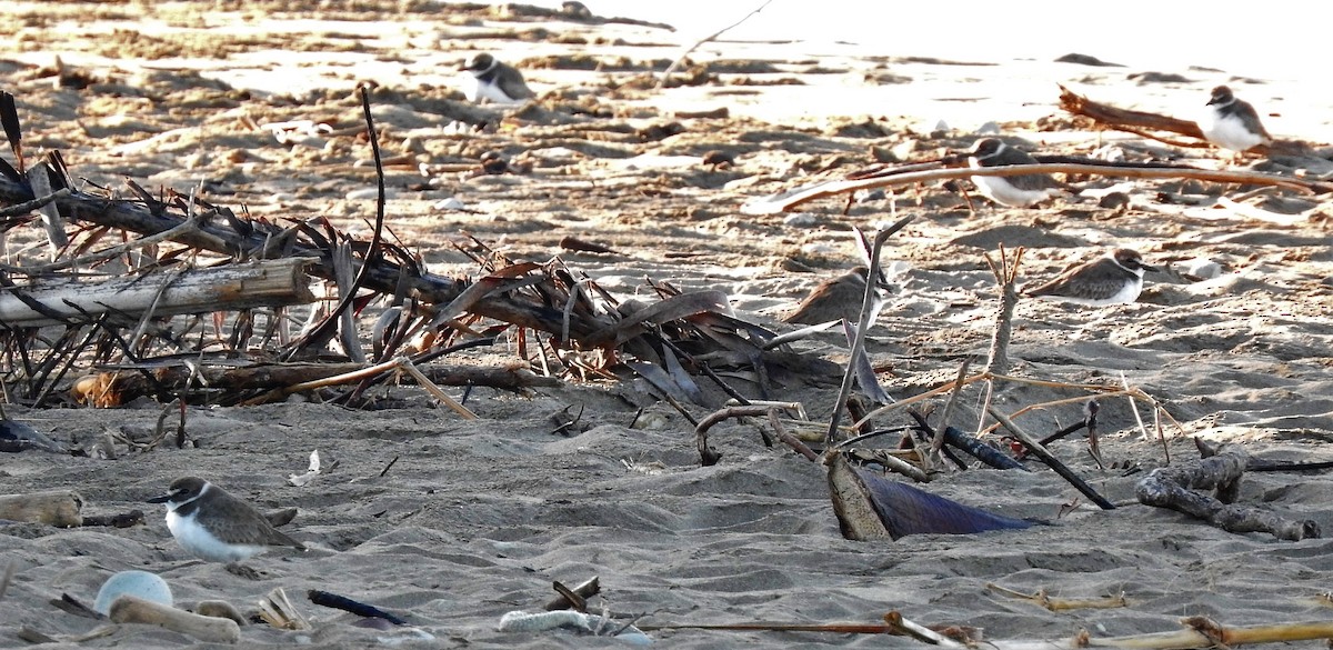 Semipalmated Plover - ML195506841