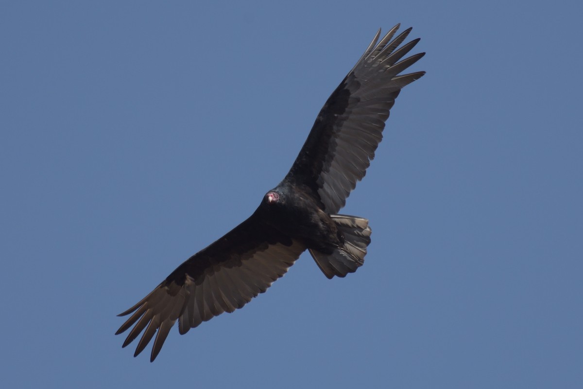 Turkey Vulture - German Garcia