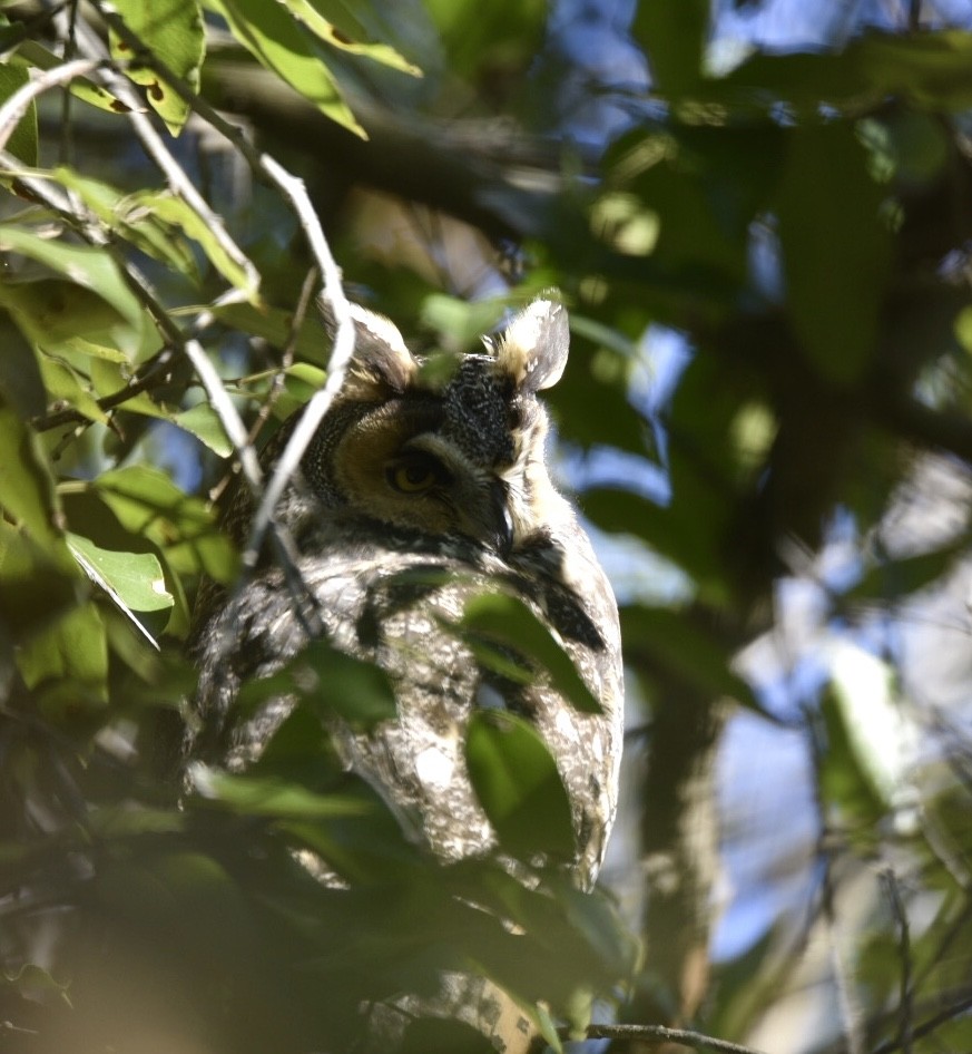 Great Horned Owl - ML195517661
