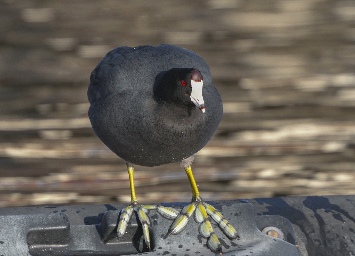 American Coot - Jerry Ting
