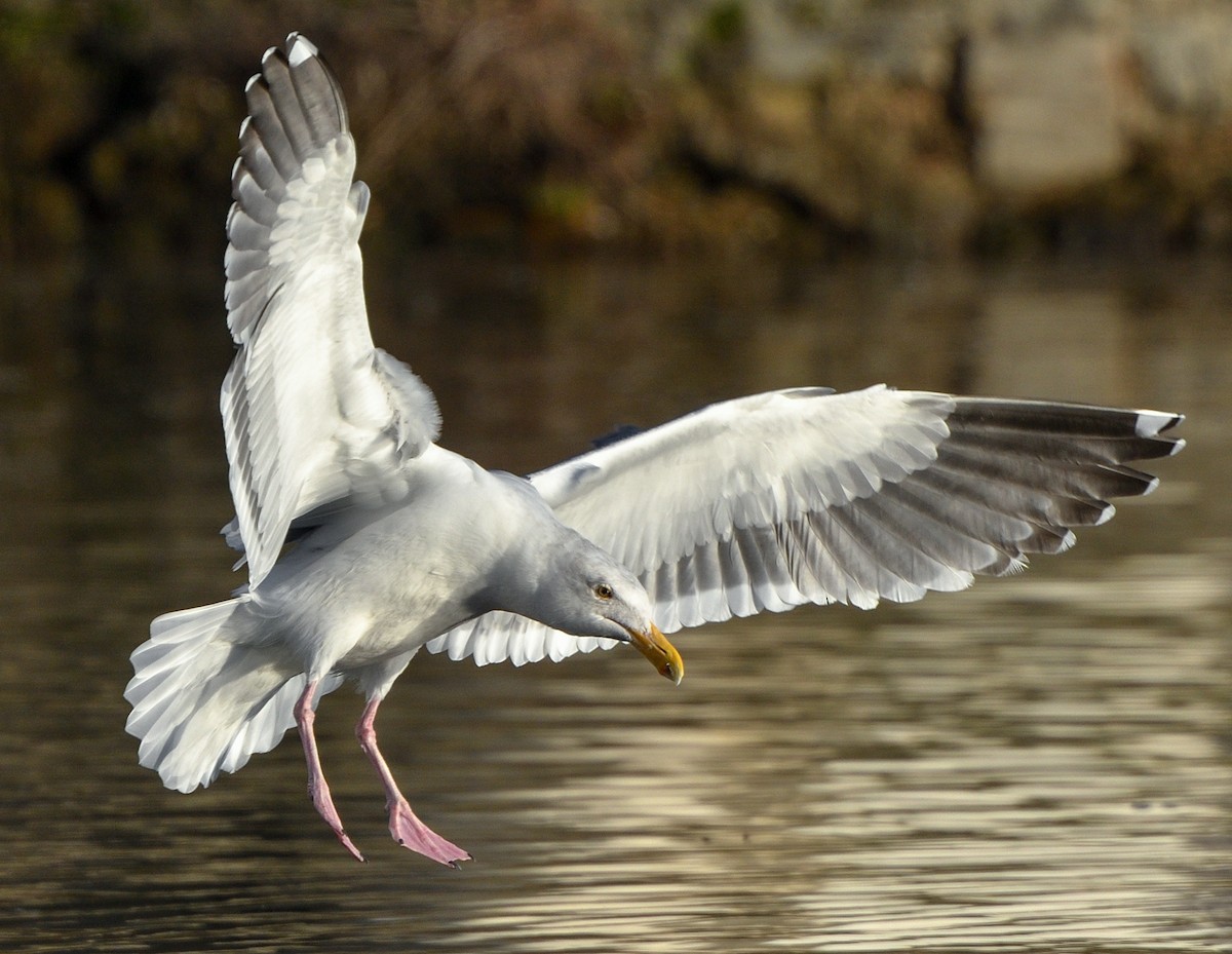 Western Gull - Jerry Ting