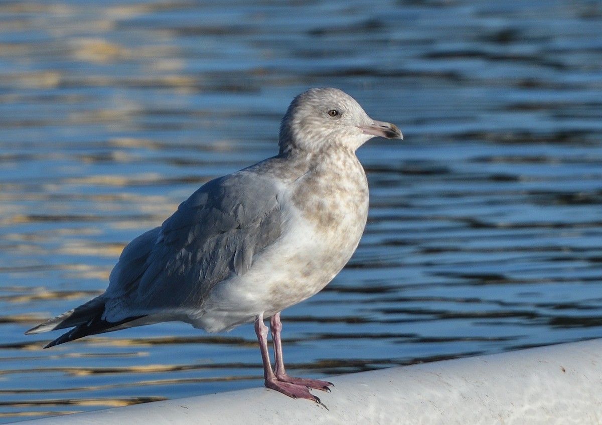 Iceland Gull (Thayer's) - Jerry Ting