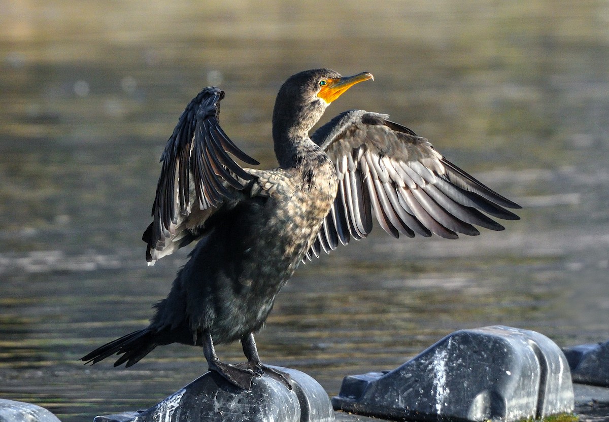 Double-crested Cormorant - Jerry Ting