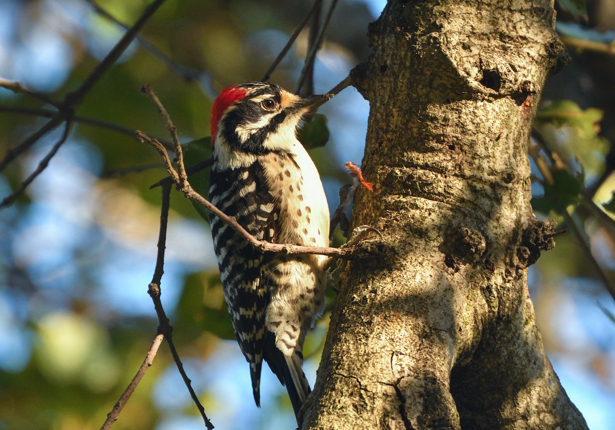 Nuttall's Woodpecker - Jerry Ting