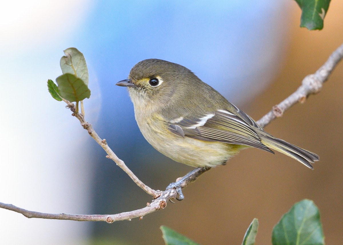 Hutton's Vireo - Jerry Ting
