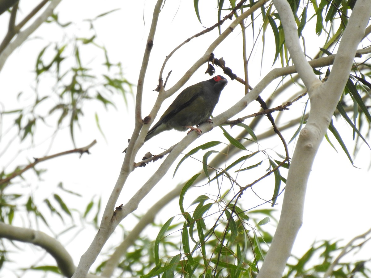 Australasian Figbird - Liam Manderson