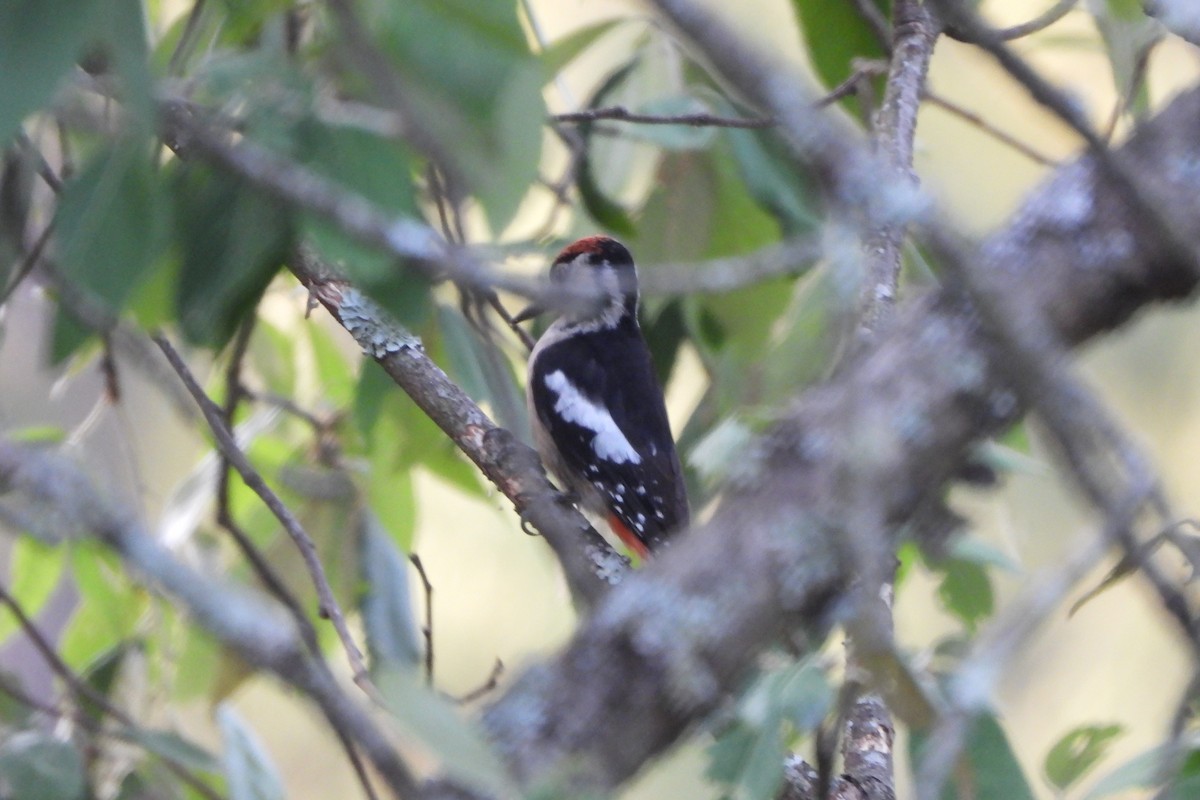 Himalayan Woodpecker - ML195523751