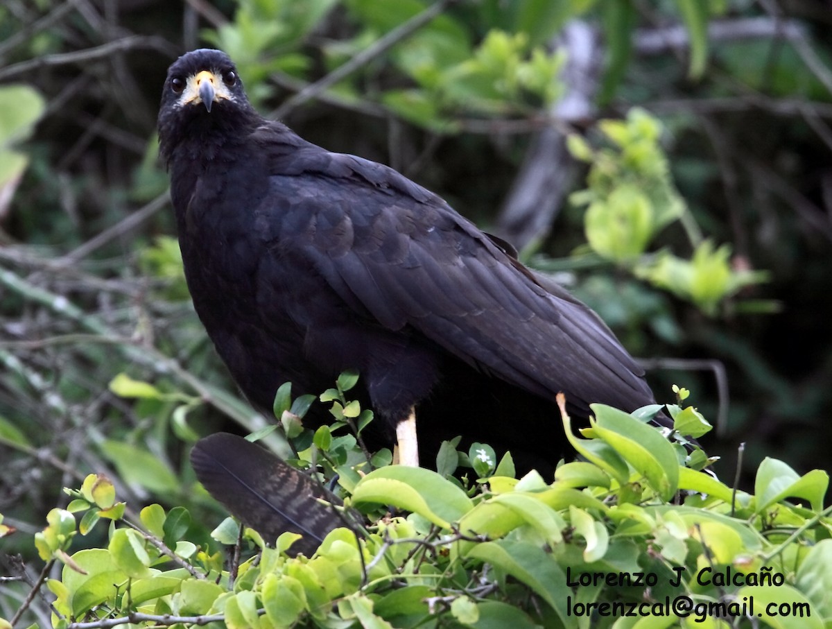 Common Black Hawk - Lorenzo Calcaño