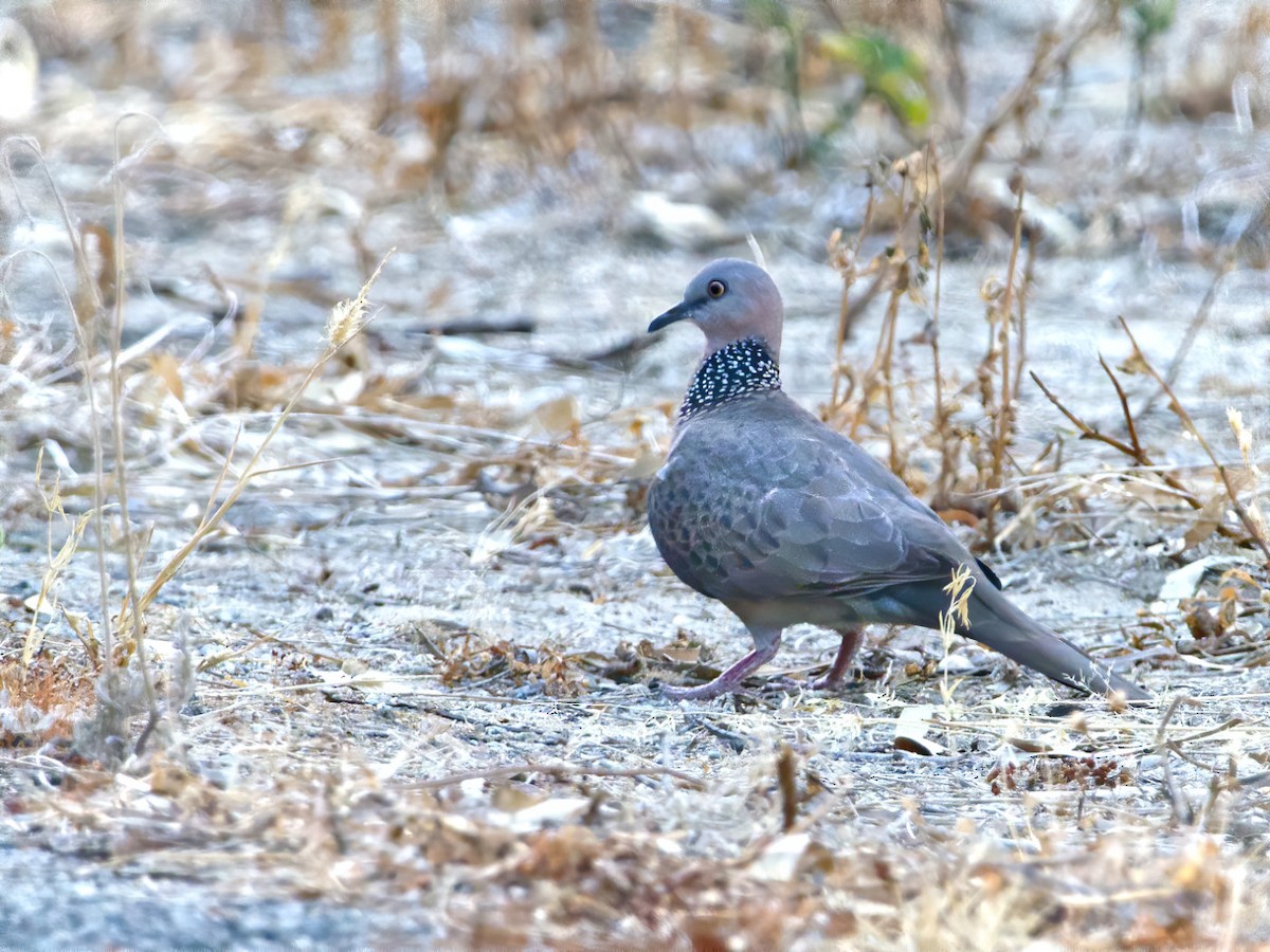 Spotted Dove - ML195526351