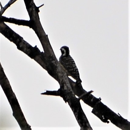 Philippine Pygmy Woodpecker - Tristan Mirasol