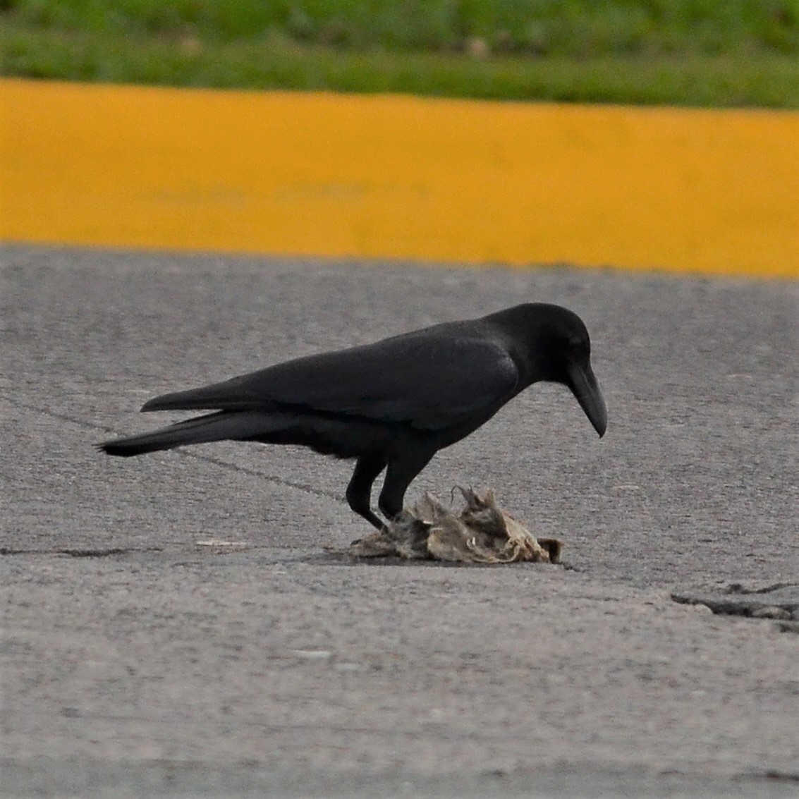 Large-billed Crow - Tristan Mirasol