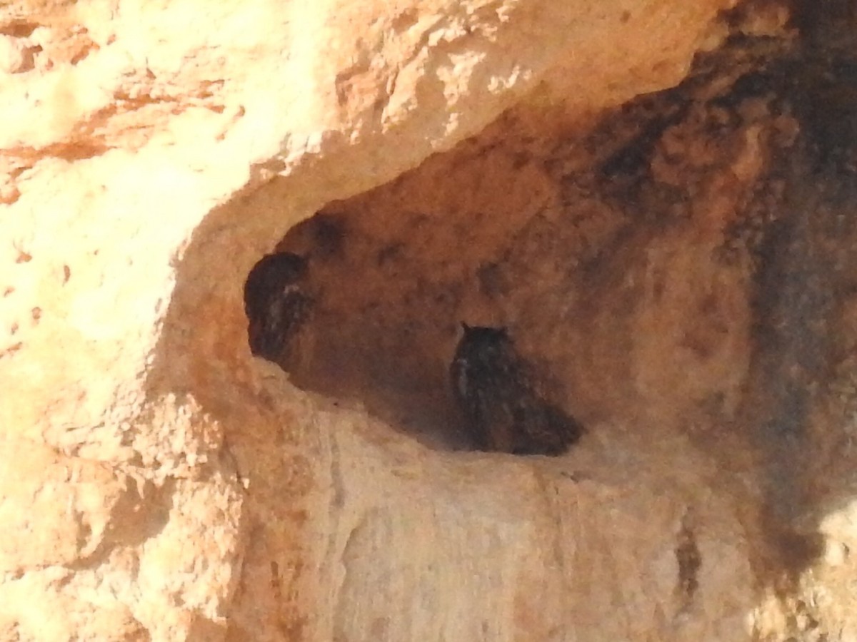 Eurasian Eagle-Owl - Chemi Ibáñez de la Fuente