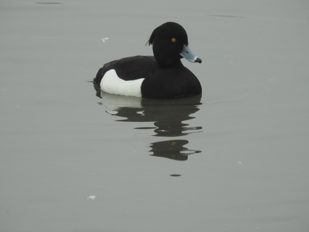 Tufted Duck - ML195531521