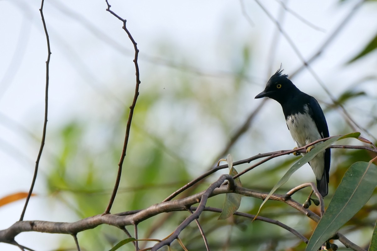 Black-and-white Shrike-flycatcher - Alexandre Vinot