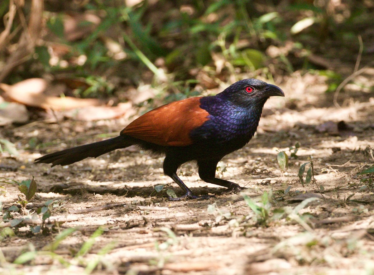 Greater Coucal - ML195541161