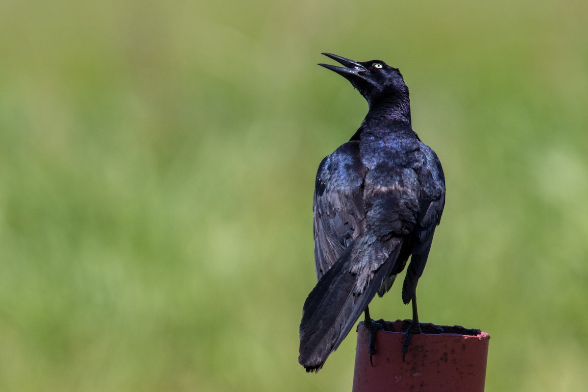 Great-tailed Grackle - ML195541901