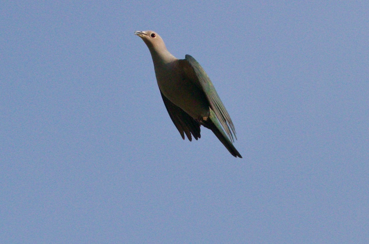 Green Imperial-Pigeon - ML195543741