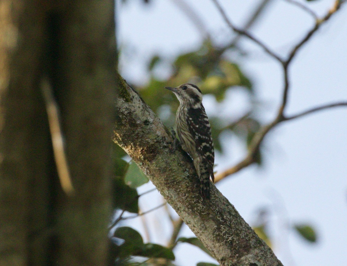 Gray-capped Pygmy Woodpecker - Scott Baker