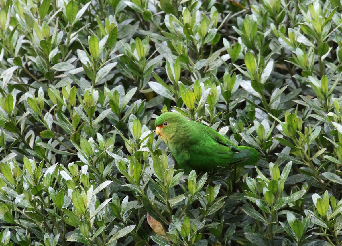 Rufous-fronted Parakeet - Daniel Branch