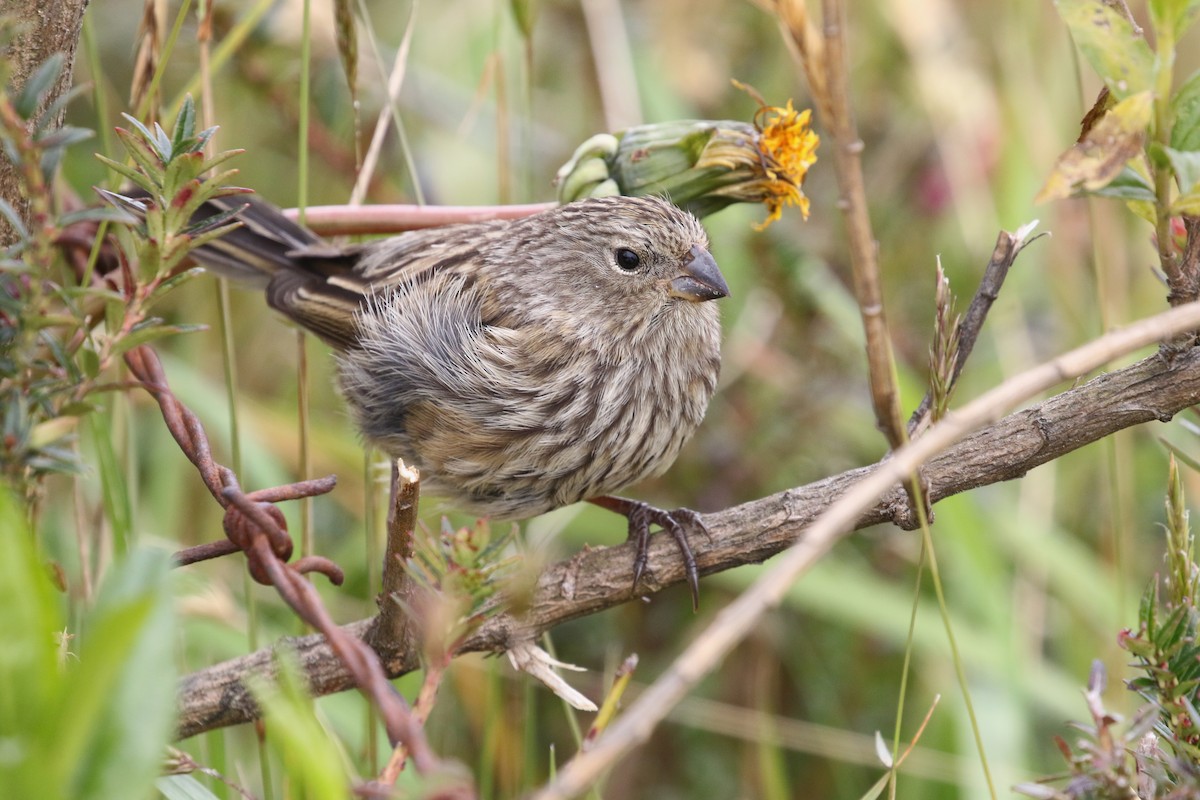 Plain-colored Seedeater - ML195544921