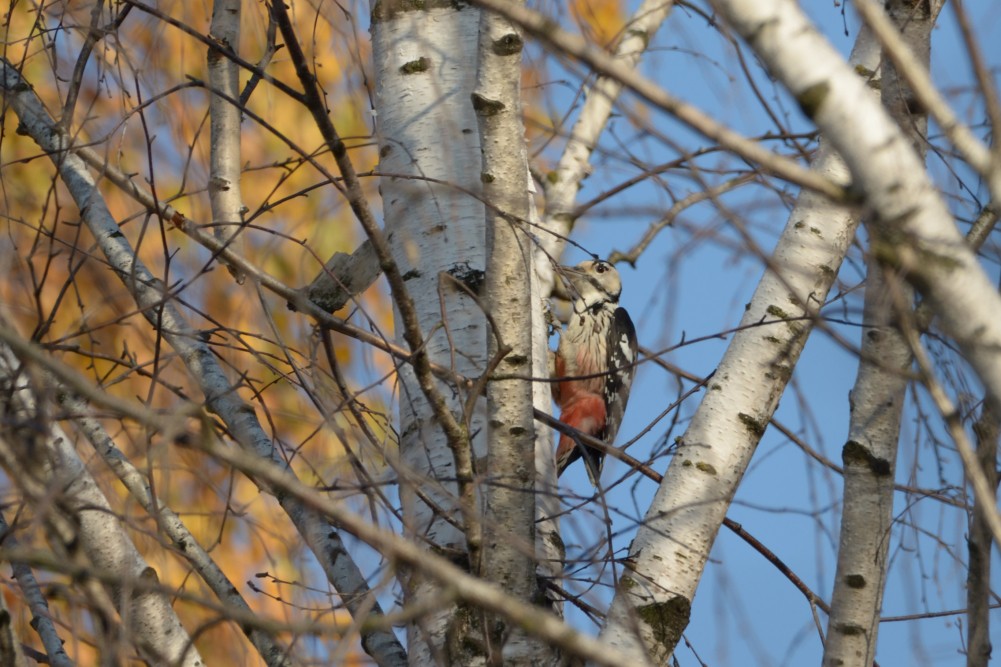 White-backed Woodpecker - ML195545931