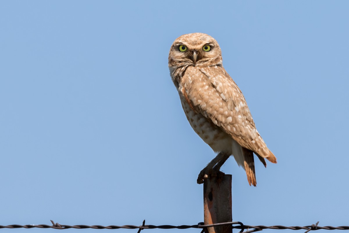 Burrowing Owl - ML195545991