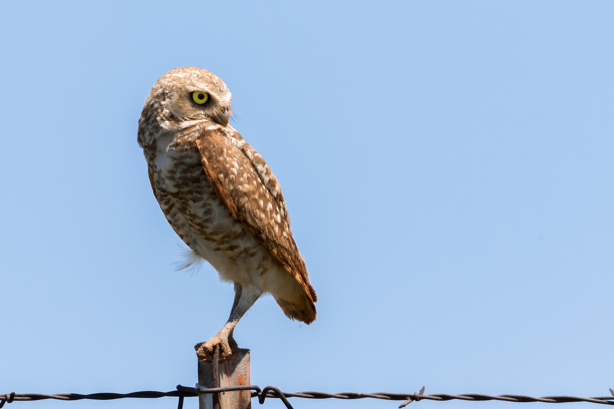 Burrowing Owl - ML195546041