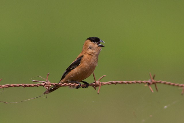 Copper Seedeater - ML195550921