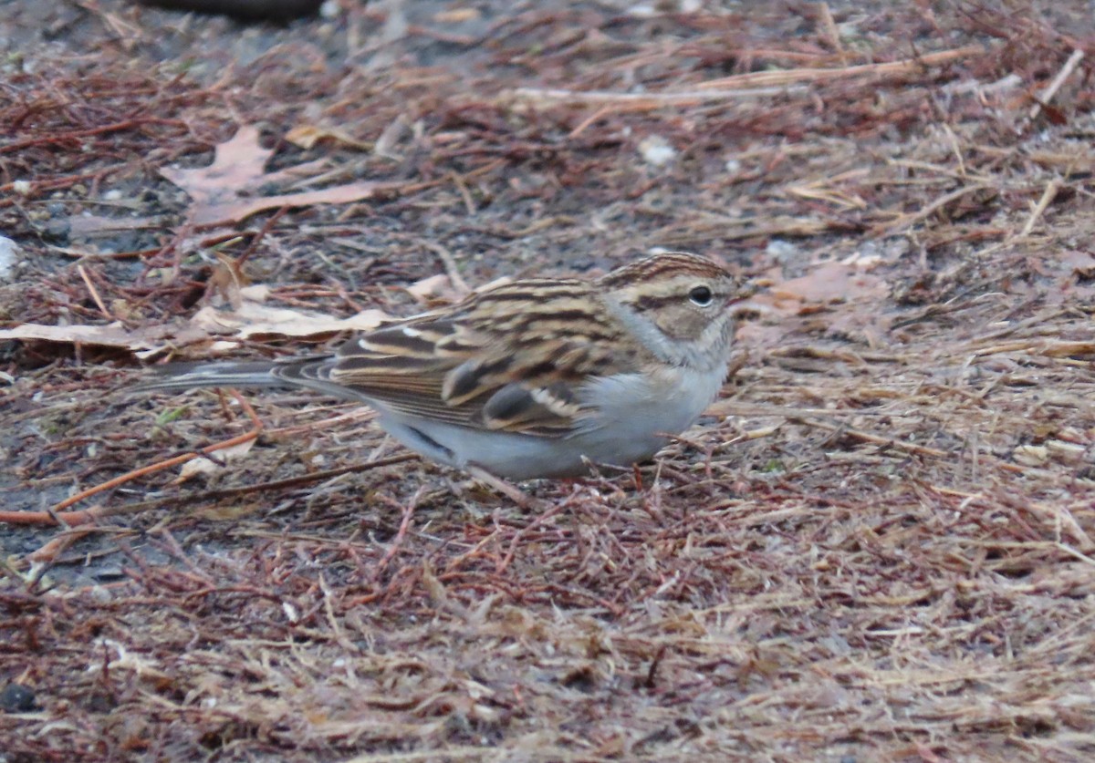 Chipping Sparrow - Cody Ensanian