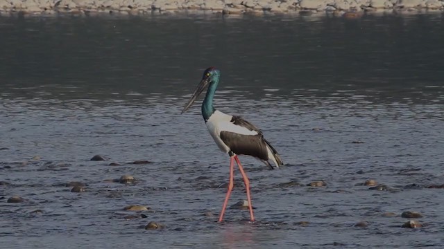 Black-necked Stork - ML195559071